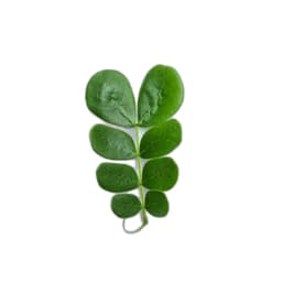 Acacia