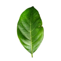Langka